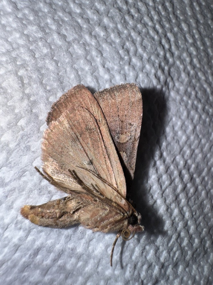JSR Beautiful Noctuid Moth #5