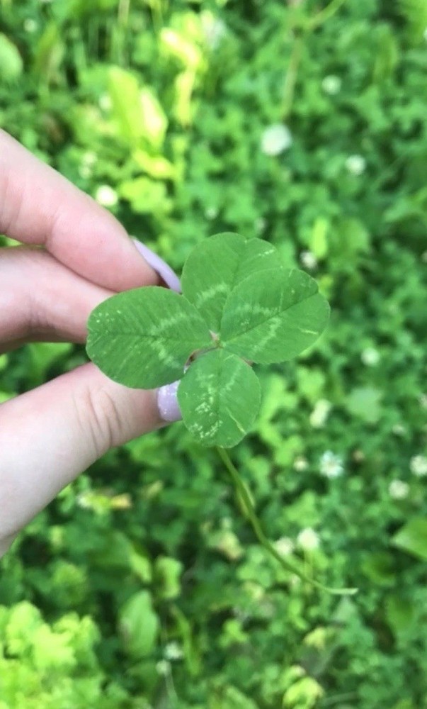 Genuine Four Leaf Clover