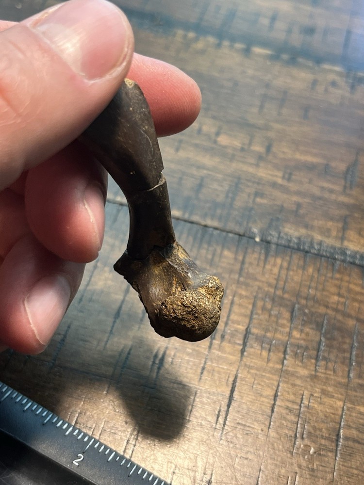 Turtle Humerus Dinosaur Age Fossil Hell Creek Form SD