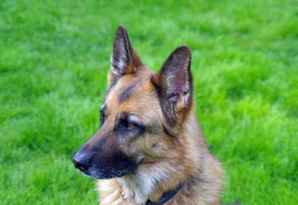 Takumar-A 2X Teleconverter - PLEASE READ FULL DESCRIPTION