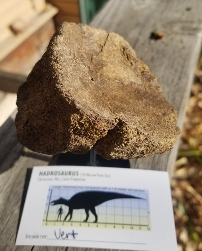 Nice Hadrosaurus Vert Section Fossil Specimen Cretaceous Hell Crk MT Recent Dig