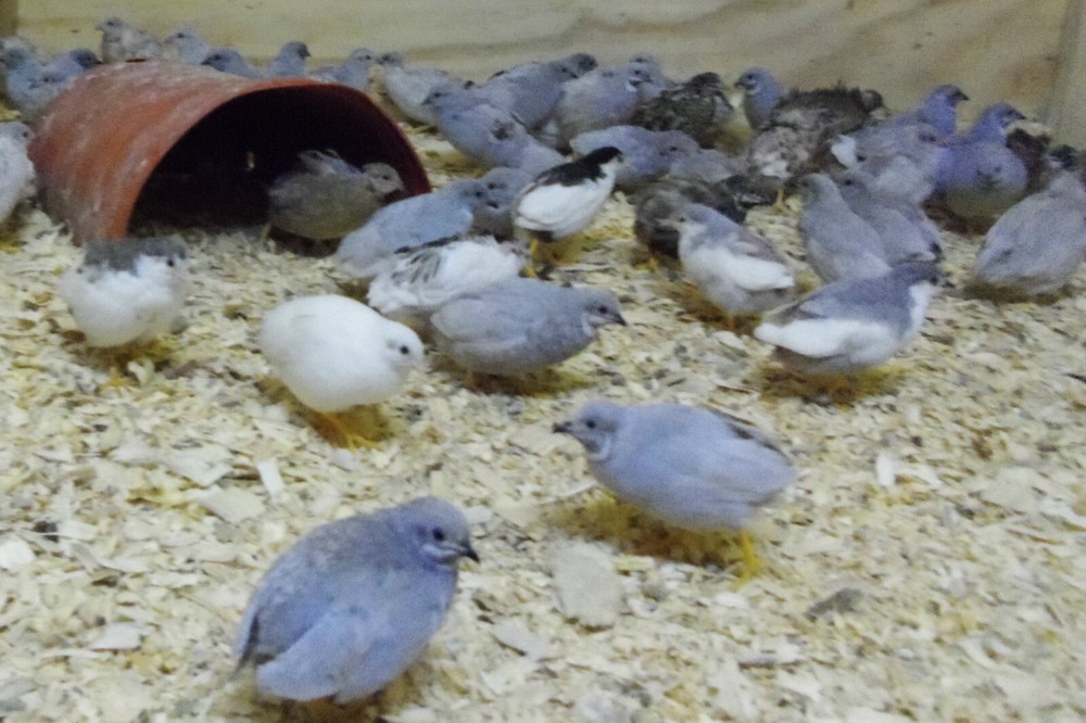 12+ with Up To 8 extra Button Quail Hatching Eggs