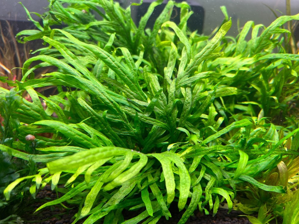 Java Fern Mini Trident Rare Live Aquarium Plant