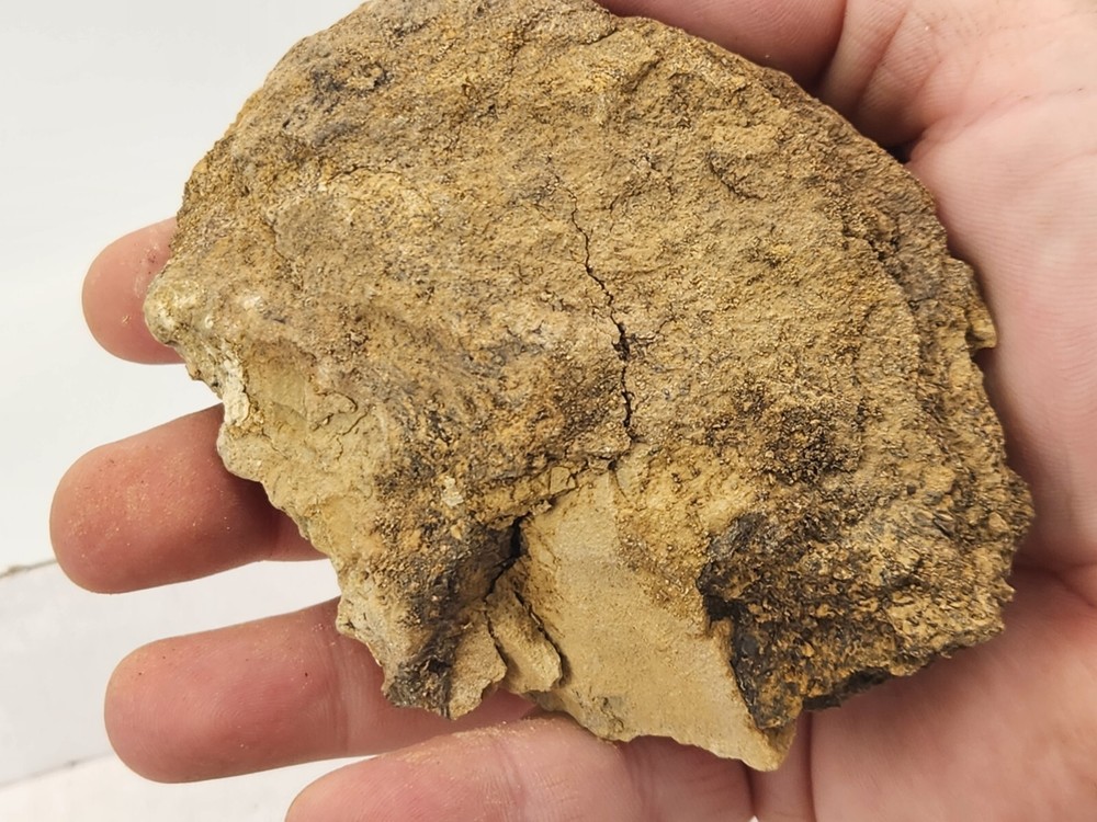 Dinosaur Bone Fossil Prep Projects - Morrison Fm. - Self Dug - Big Horn Co., WY