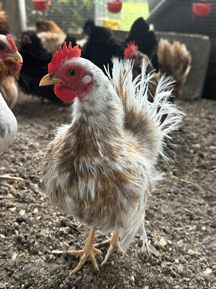 8 Serama Hatching eggs NPIP/AI and PT Clean