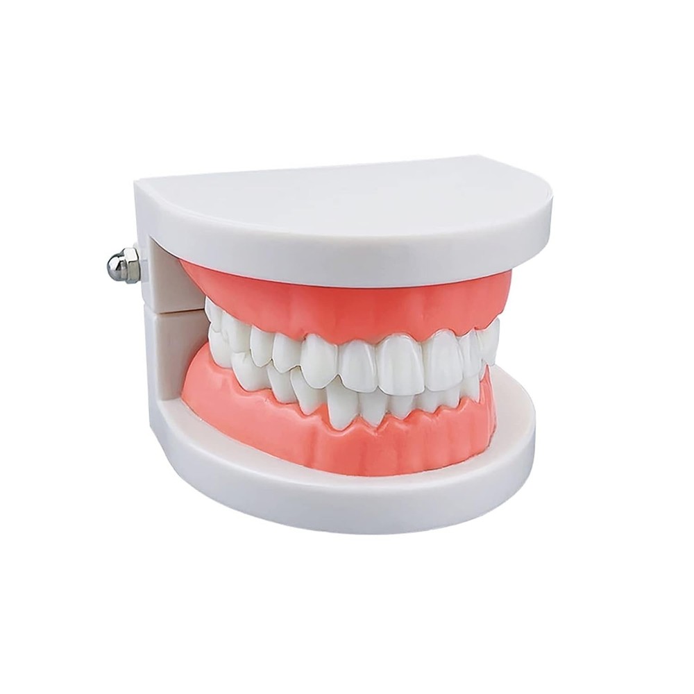 Standard Teeth Model, Kids Dental Teeth Teaching Brushing Model Teeth Study S...