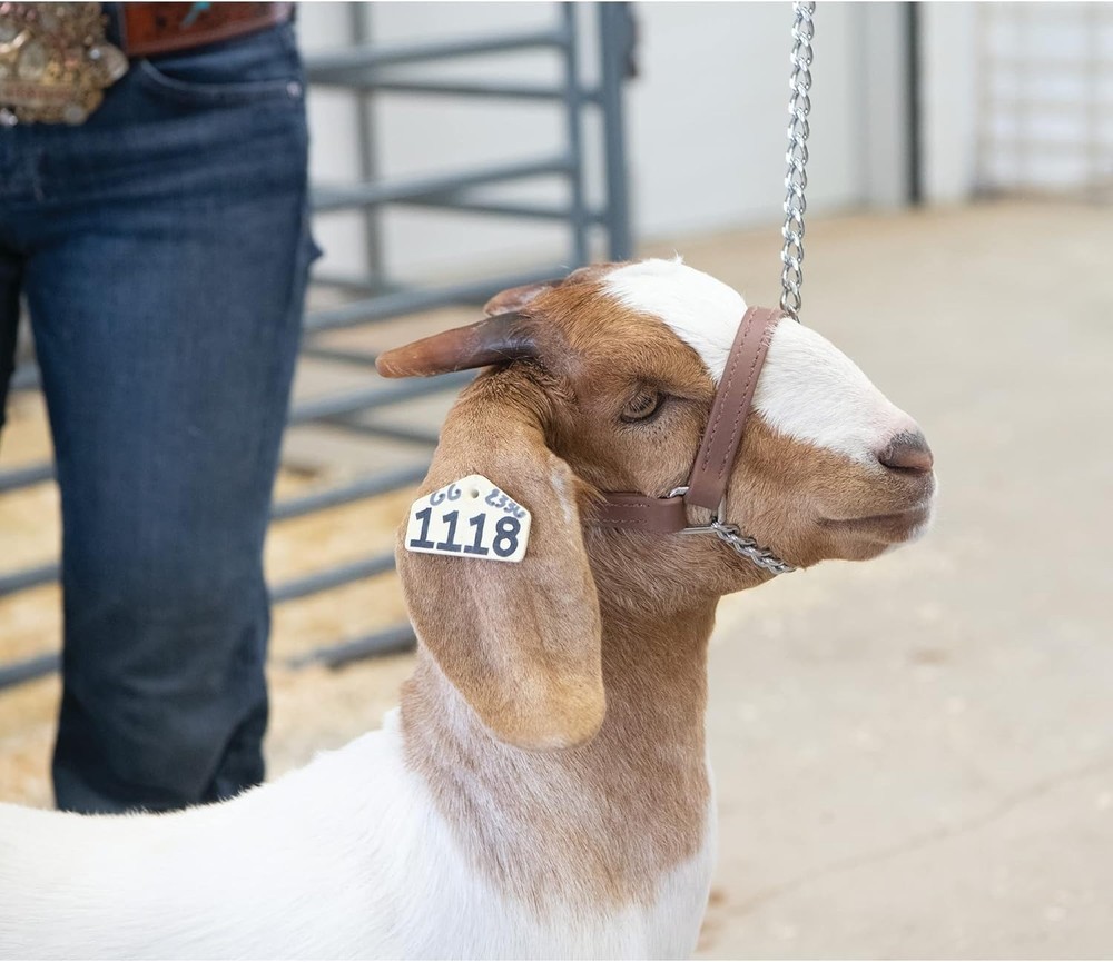 Adjustable Goat Halter with Solid Chain Lead for Better Control and Durability