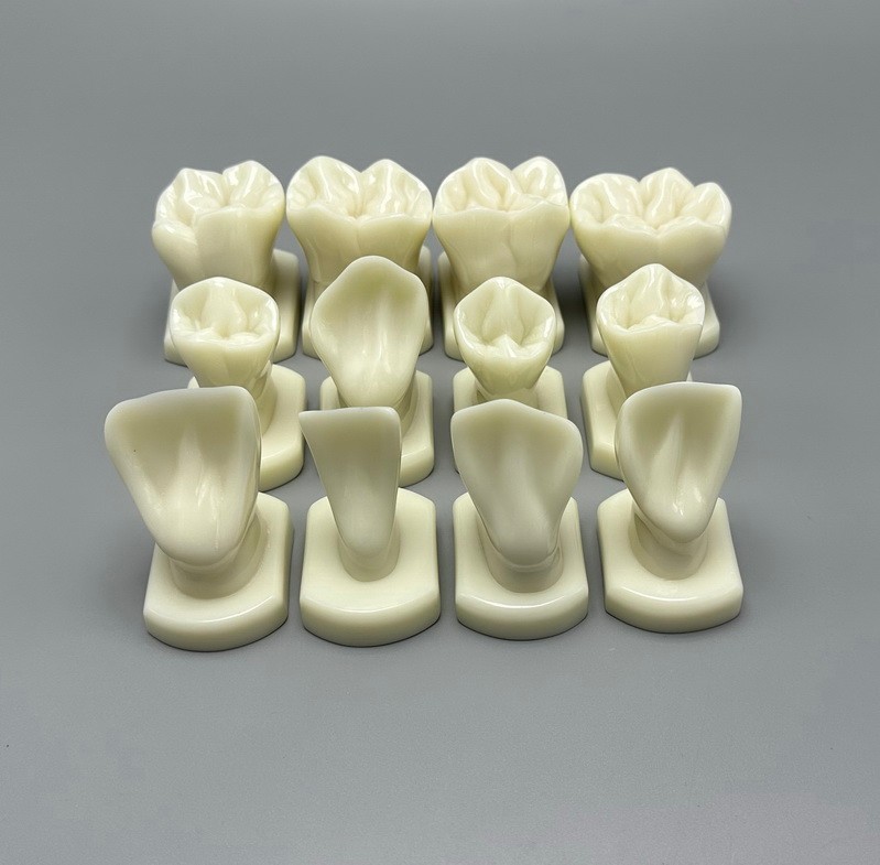 Dental Teeth Form Models Orthodontic Typodont Model Lab Teaching Tooth Study 12x