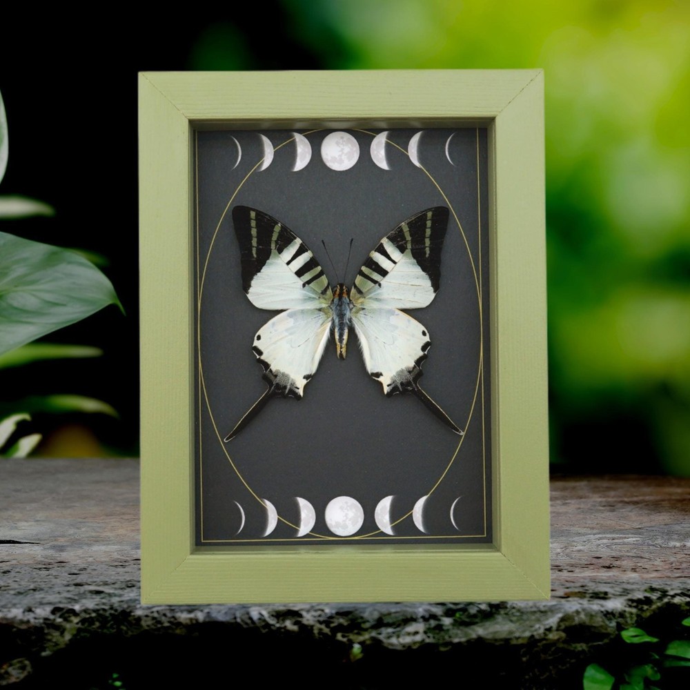 Graphium antiphates Butterfly Framed White Swallowtail Moon Phases Sage Green
