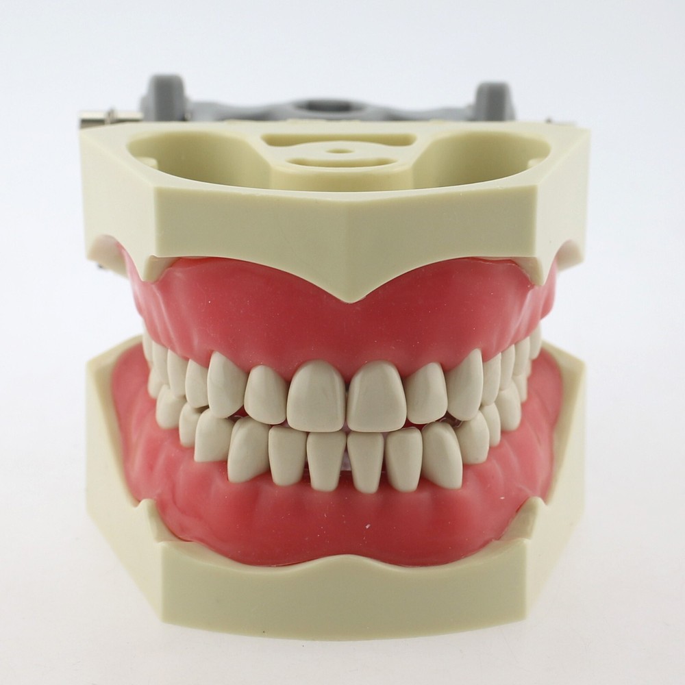 Dental Typodont Teeth Model Columbia 860 Dentoform Removeable UR UL LL LR Teeth
