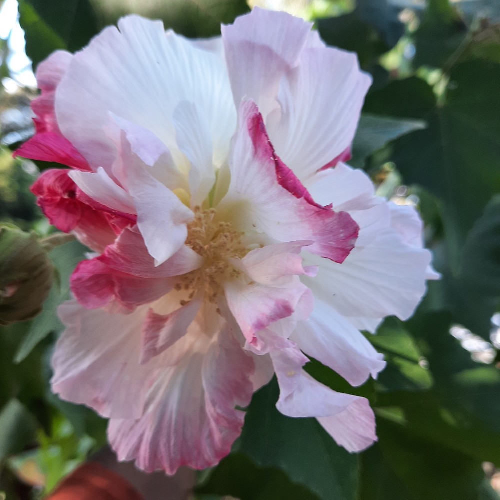Double confederate Rose 5 Cuttings