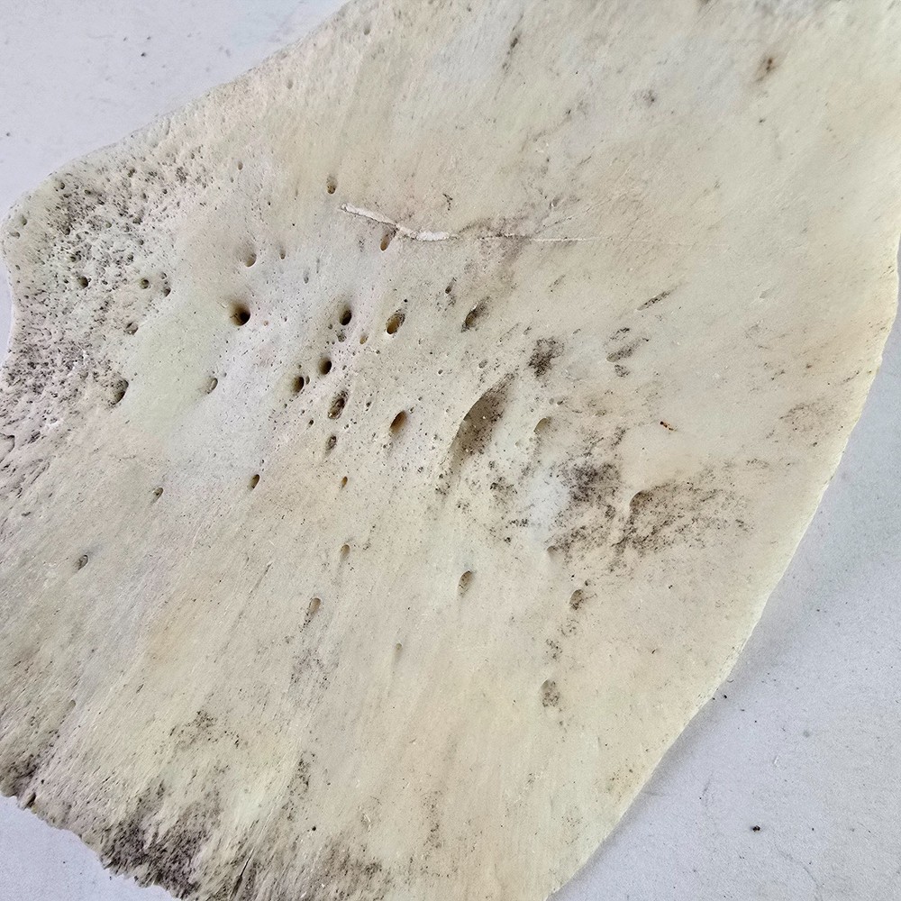 Gator Alligator Back Scute bone bones Bony scutes croc weird Osteoderms white