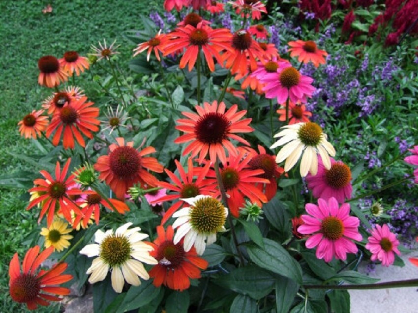 ECHINACEA 'CHEYENNE SPIRIT'- CONEFLOWER - STARTER PLANT