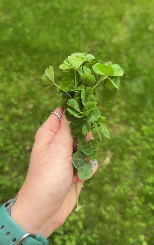 Genuine Four Leaf Clover