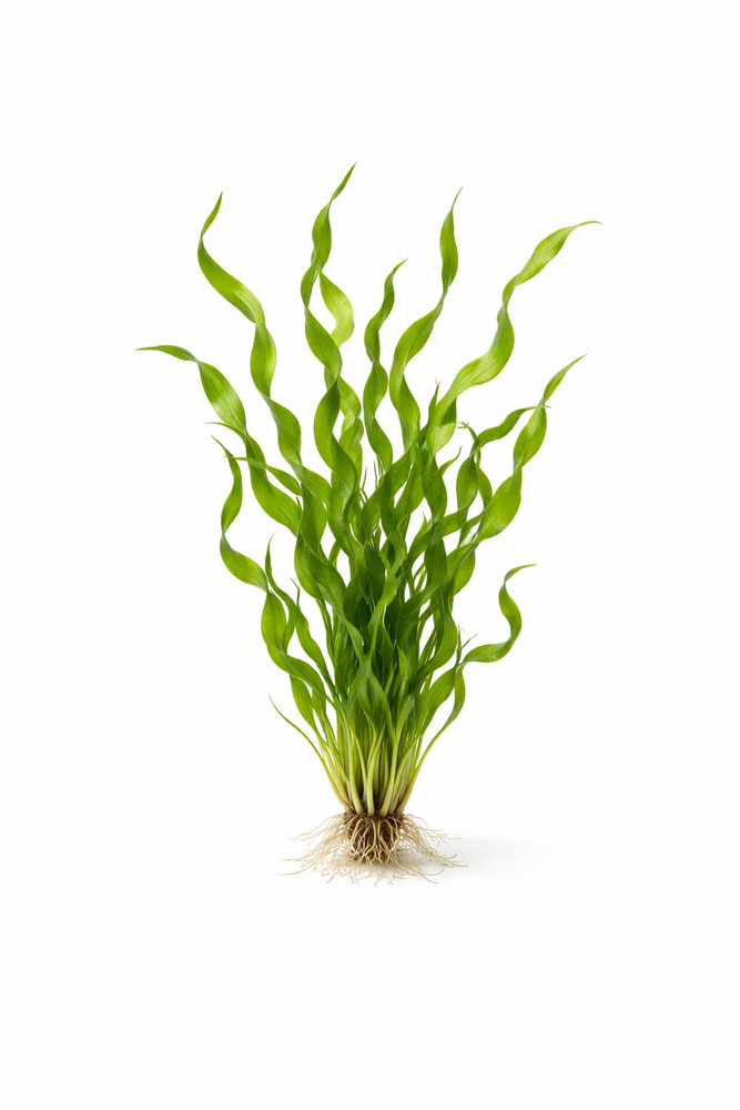 Vesuvius Sword Echinodorus Vesuvius