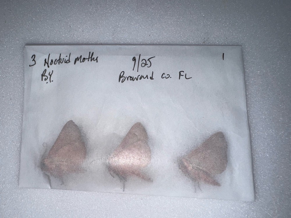 3 ORANGE NOCTUID MOTHS BY 9/25 - 1