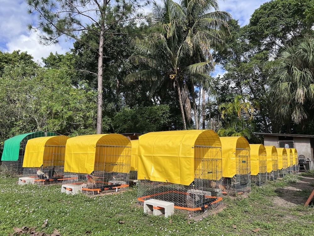 12 Plus Variety Hatching Eggs