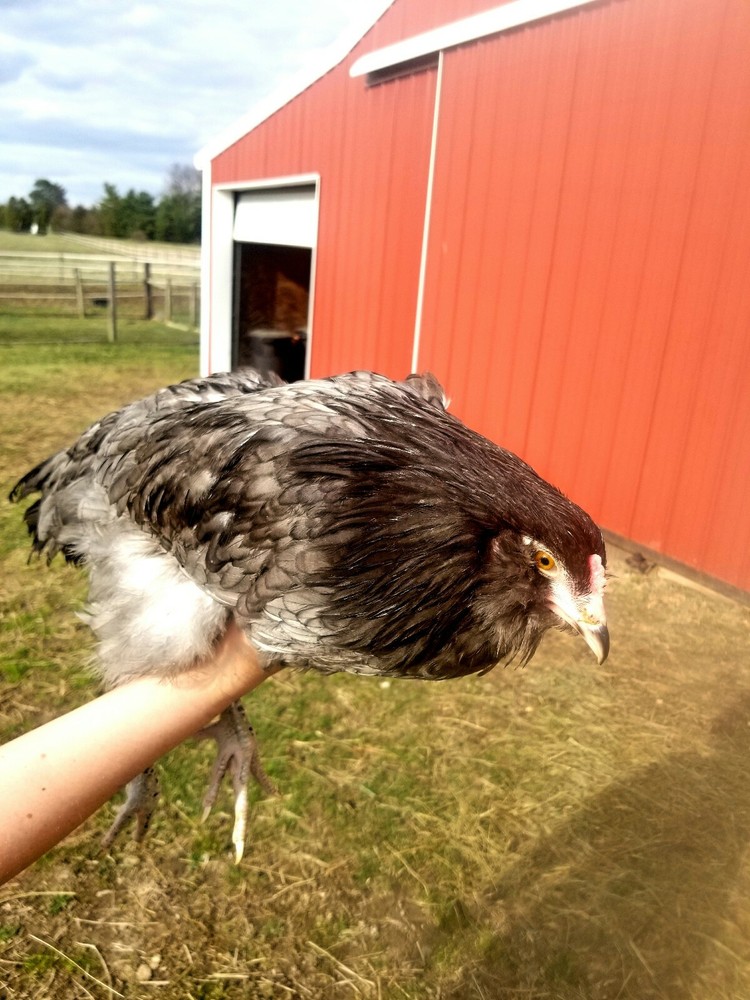 6 Fresh & Fertile Chicken Hatching Eggs - OLIVE EGGER