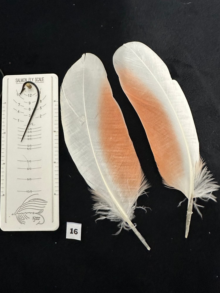 Parrot feathers for Salmon flies