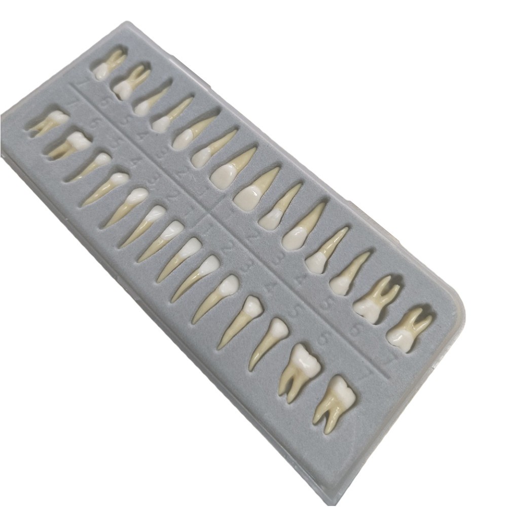 28 Resin Dental Permanent Teeth Study Tooth Model Discrete With Root Simulation