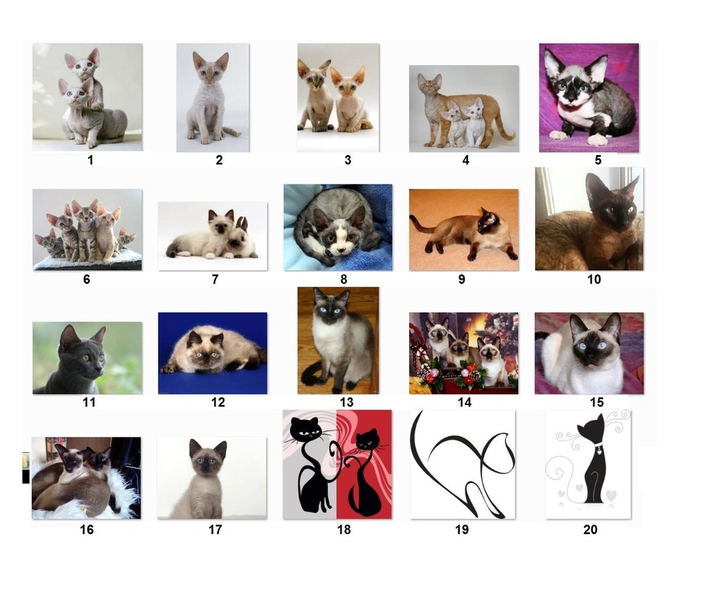 30 Personalized Address Labels Cats {Cat1}