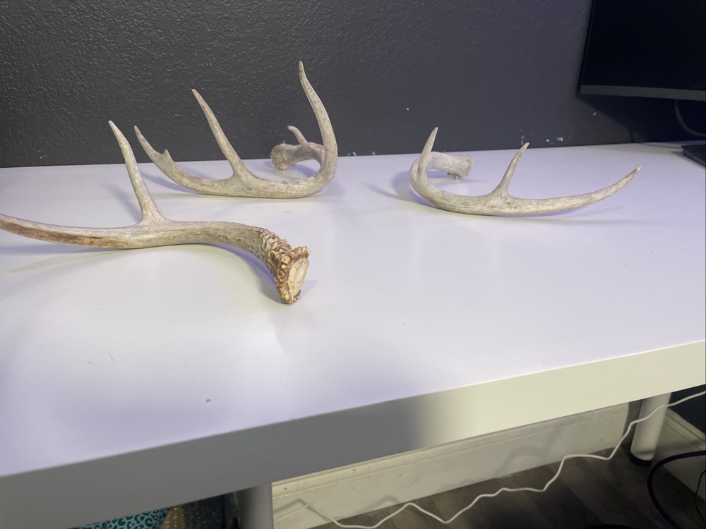 Whitetail Deer Antlers