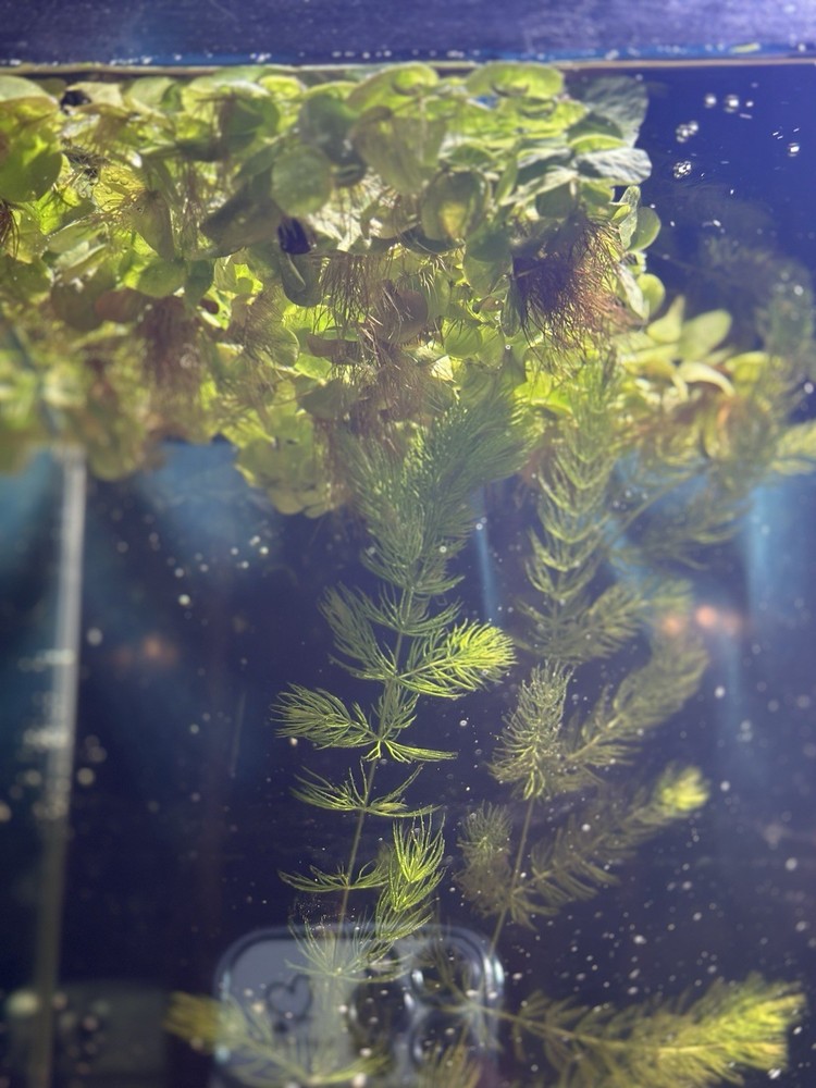 Red Root Floaters - Live & Healthy Floating Aquarium Plants