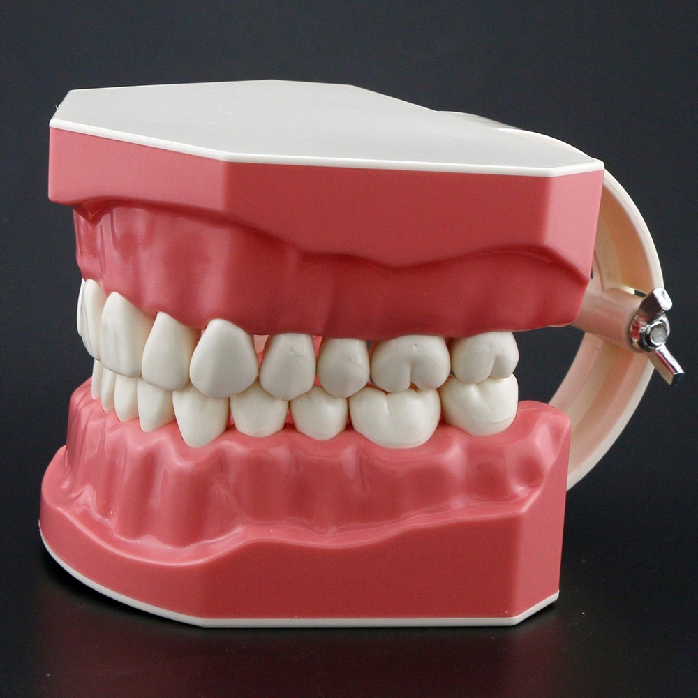 Dental Standard 1:1 Teeth Model With Fixes Braces Brushing Flossing Practice