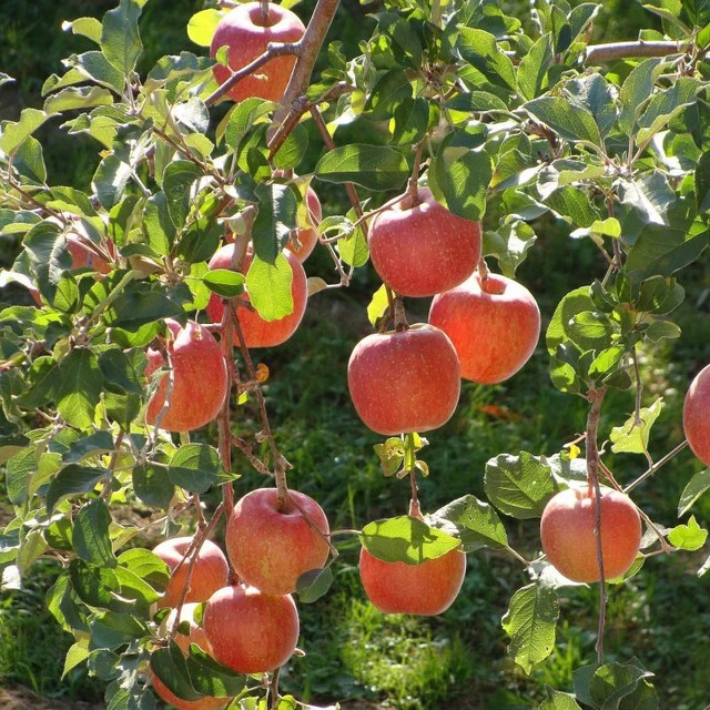 Gala Apple Grafted Fruit Tree Gallon Pot 3' F Height