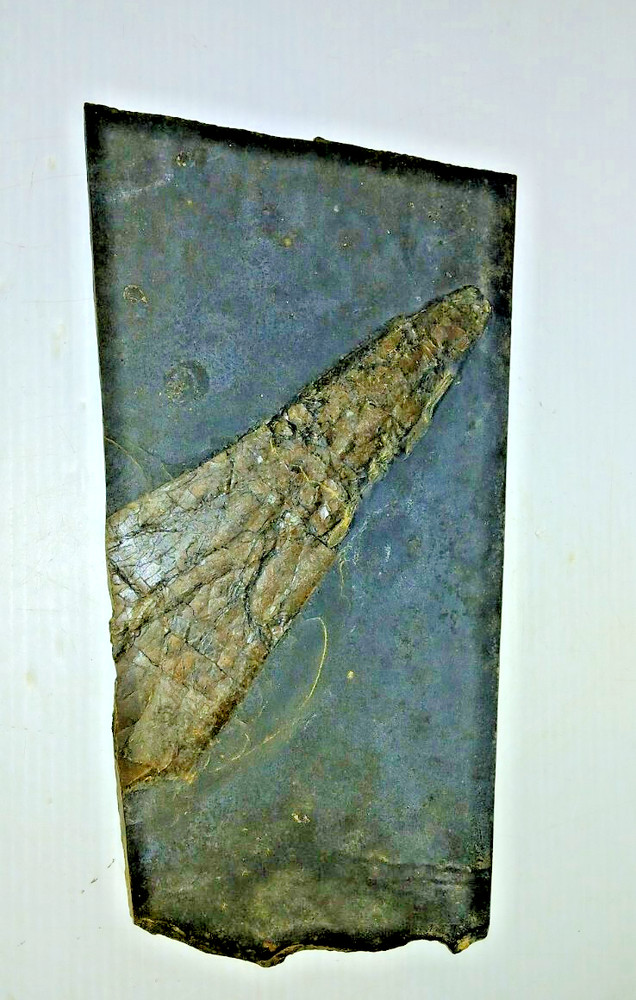 Dinosaur? Fish? Ray? Fossil