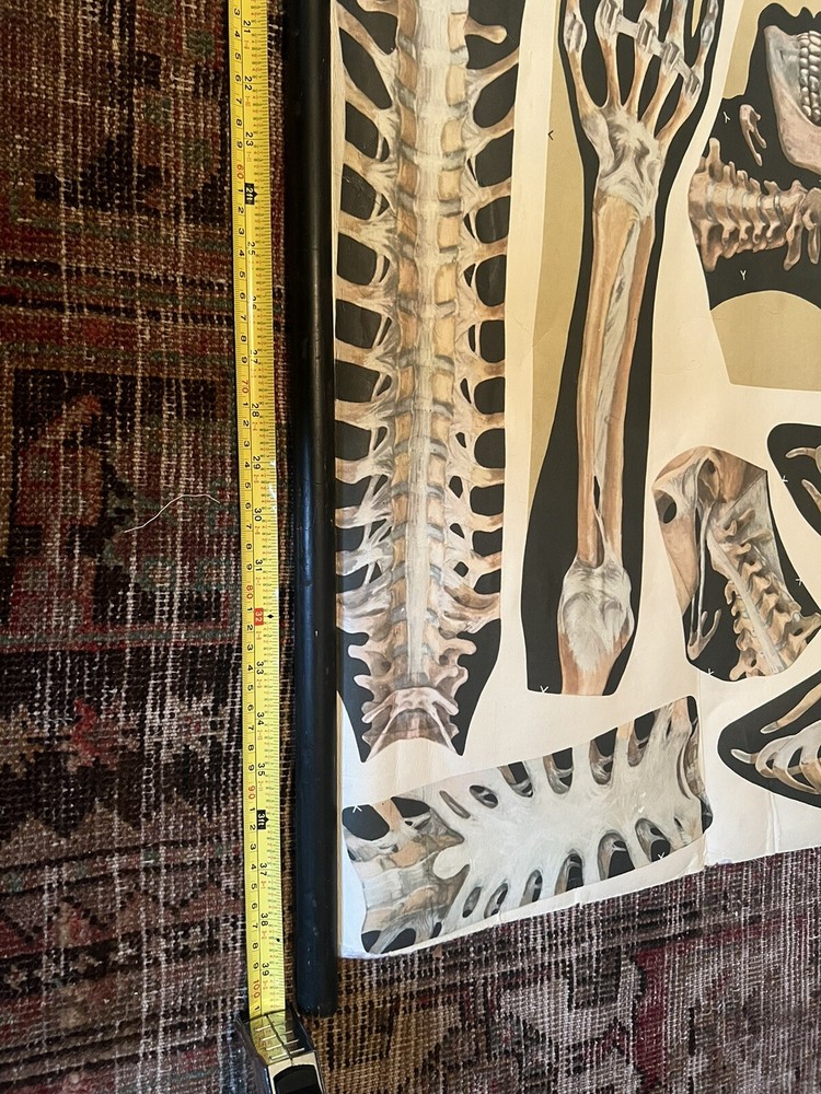 Pull Down Anatomical School Chart. Beautiful Colors! Original 1960s!