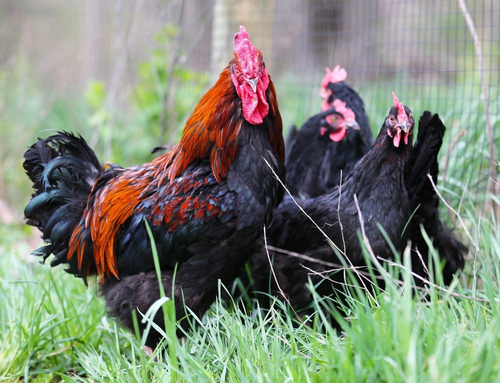 10++ NPIP Black Copper Maran Hatching Eggs - Read Description