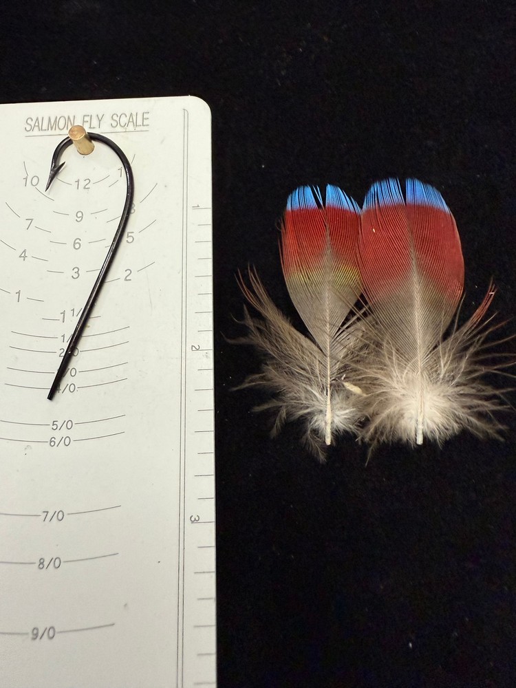 Hawk Headed Parrot Feathers