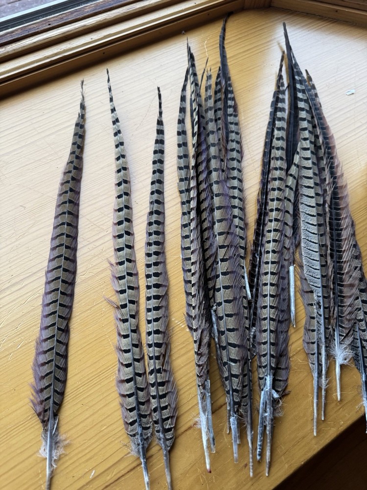 20-22” Pheasant Tail Feathers Set Of 10