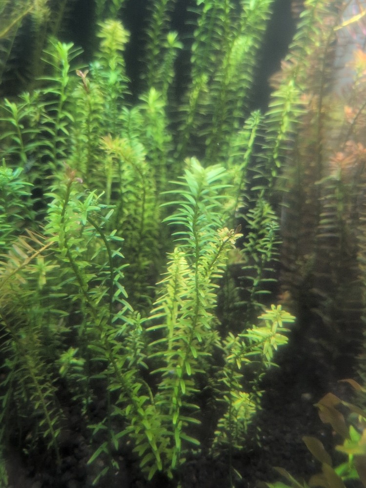 rotala super green