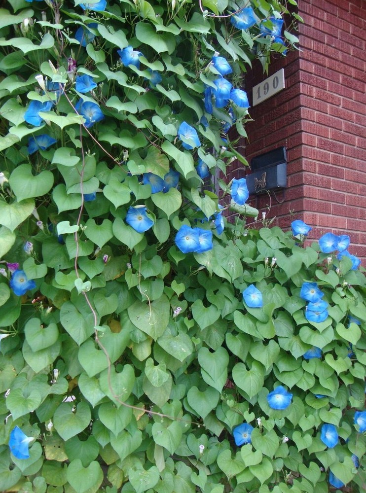 200+ Morning Glory Seeds --- Heavenly Blue ------------------------------ FRESH