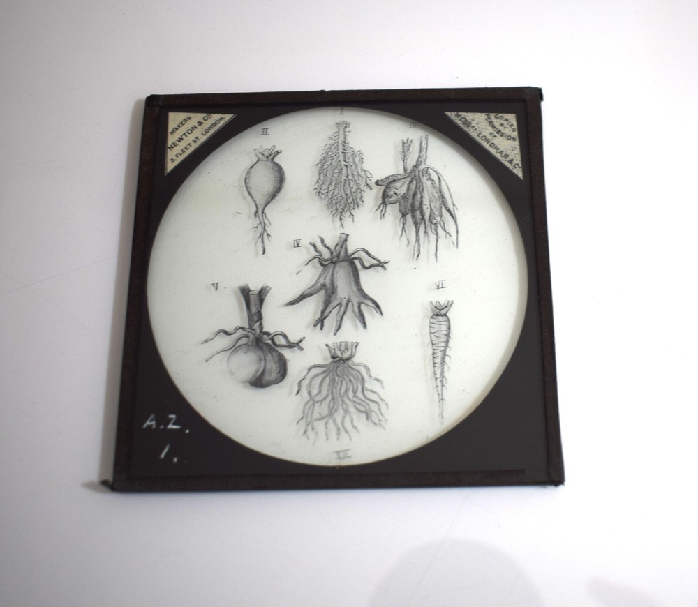 VICTORIAN PLANT STUDY ROOT TYPES C1890 ANTIQUE Magic Lantern Slide ILLUSTRATION