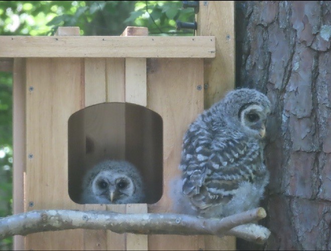 Cedar Barred Owl Nest Box Unfinished