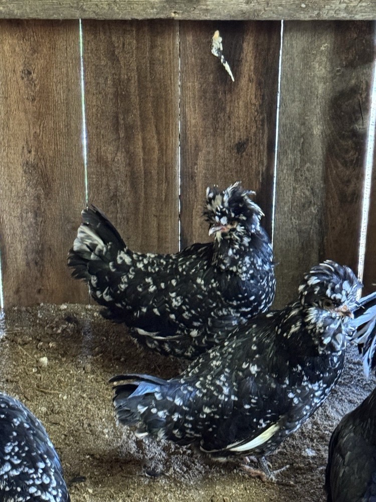🥚 12+Extremely Rare pure bred Mottled Houdan Hatching Eggs