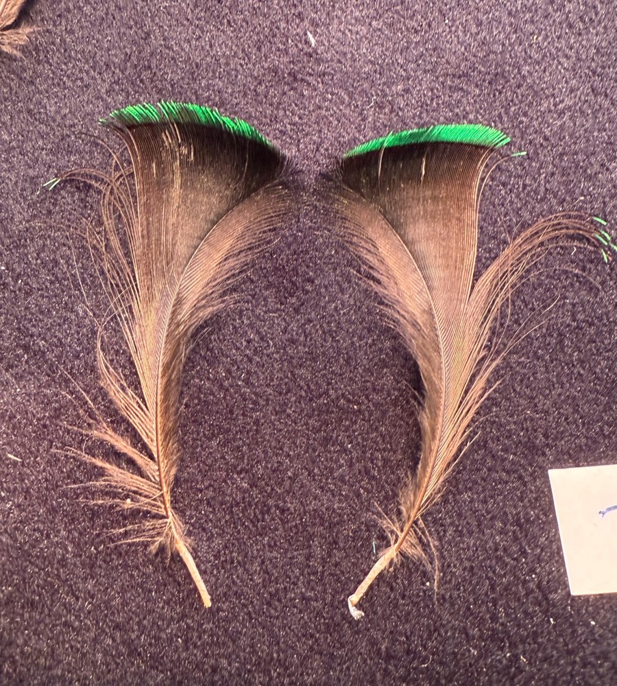 Twelve Wired Bird of Paradise