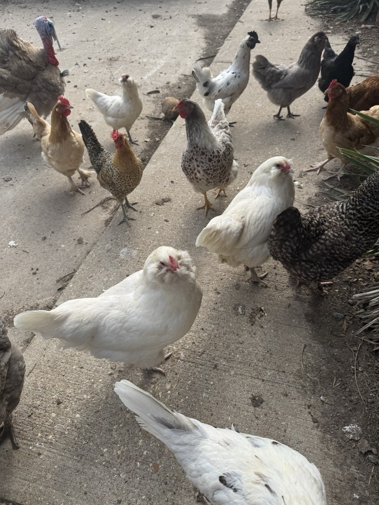 12 Rainbow Egger Hatching Eggs -Colorful Chicks + Eggs🌈 Rare Breed Chickens