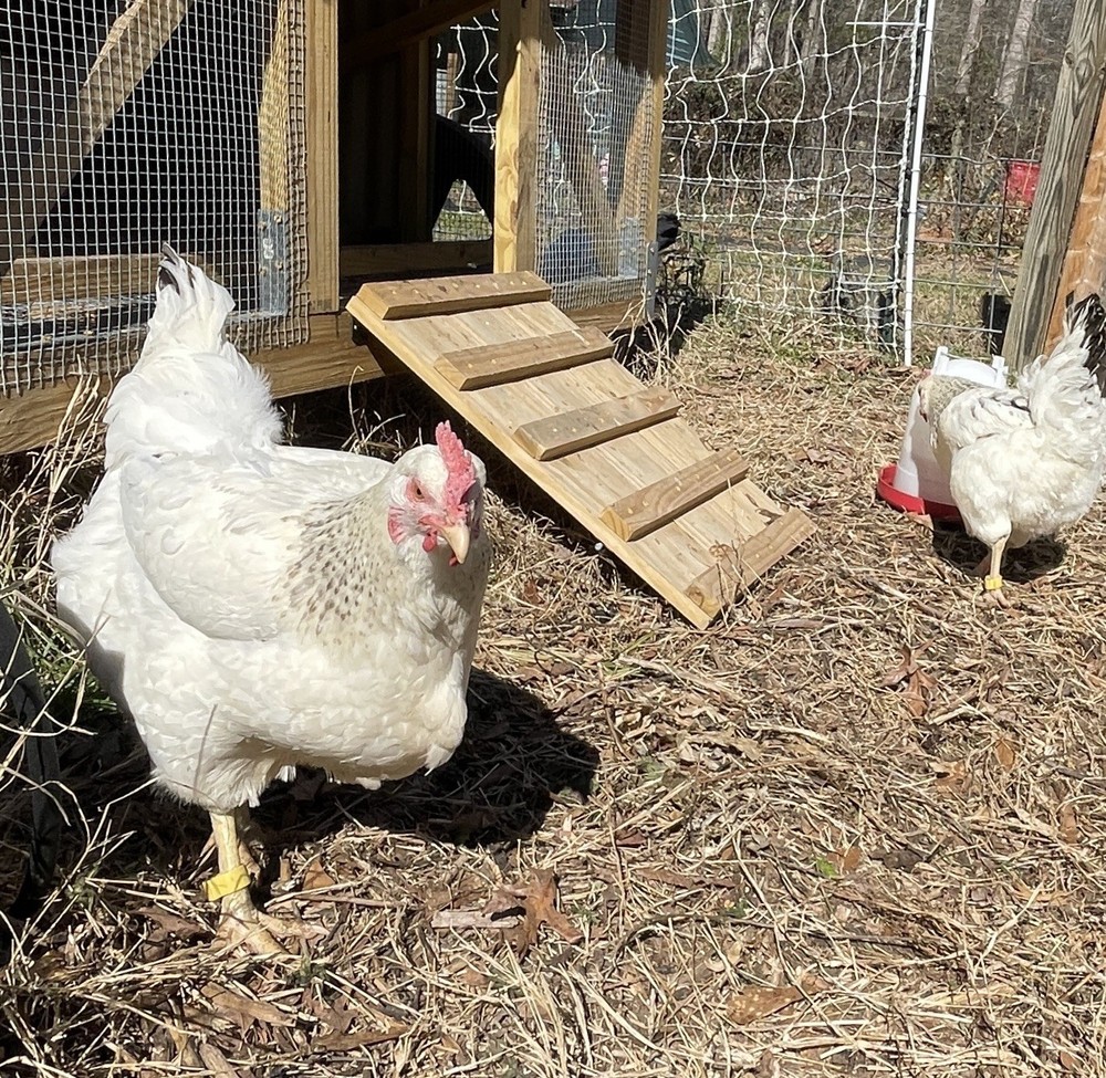 Delaware Chicken Hatching Eggs NPIP tested 12+ 2