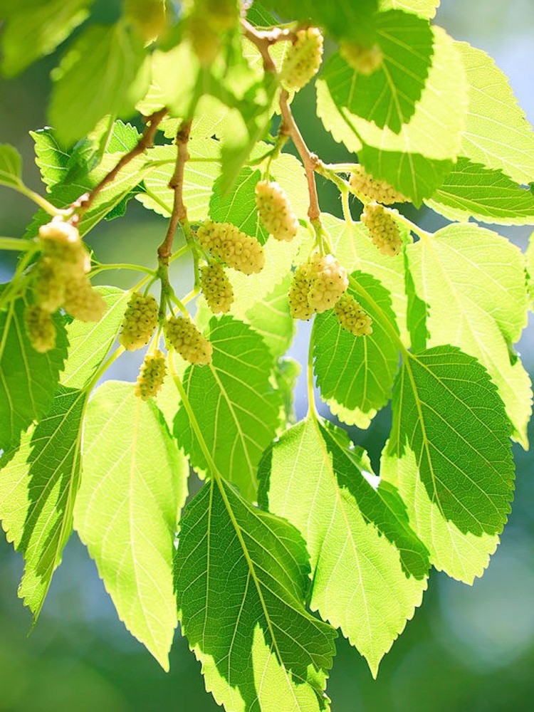 3 White Mulberry Tree- Morus alba - 12-24" Tall