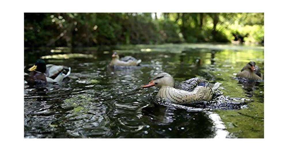 Single Decoy Spreader and Jerk System