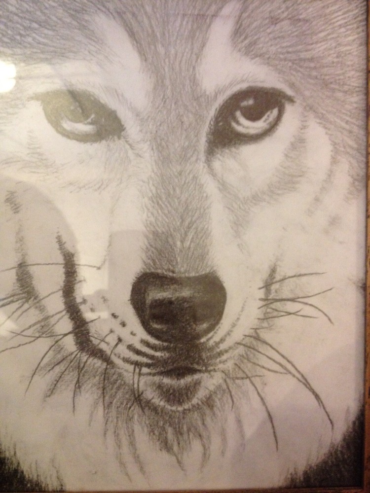 Wolf Original Drawing Framed