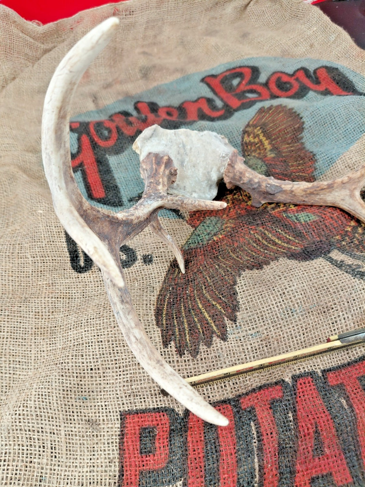 whitetail deer antlers