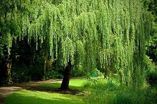 1 Bright Green Weeping Willow Cutting Wisconsin Weeping Willow Root