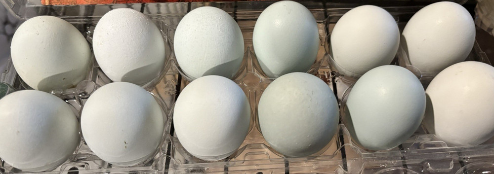 Fertile Easter Egger Hatching Eggs Dozen