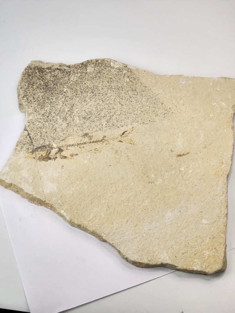Knightia eocaena Fossil Fish - Green River Fm. - Split Fish Layer - WY