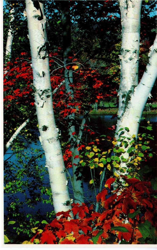 TYPICAL WHITE BIRCH TREES, WHITE MOUNTAINS, N.H.  - PC2266